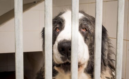 MS chce zaostrzenia kar za znęcanie się nad zwierzętami