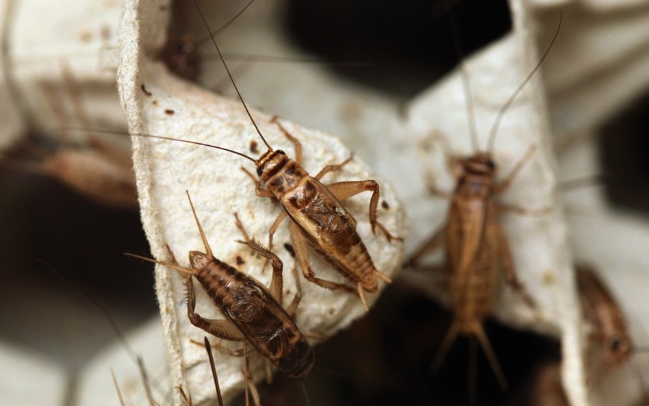 Świerszcz Acheta domesticus