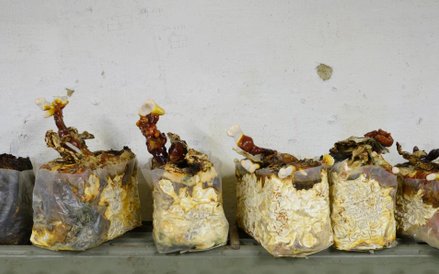 Iza Tarasewicz, Grzyby reishi, instalacja, fot. dzięki uprzejmości artystki