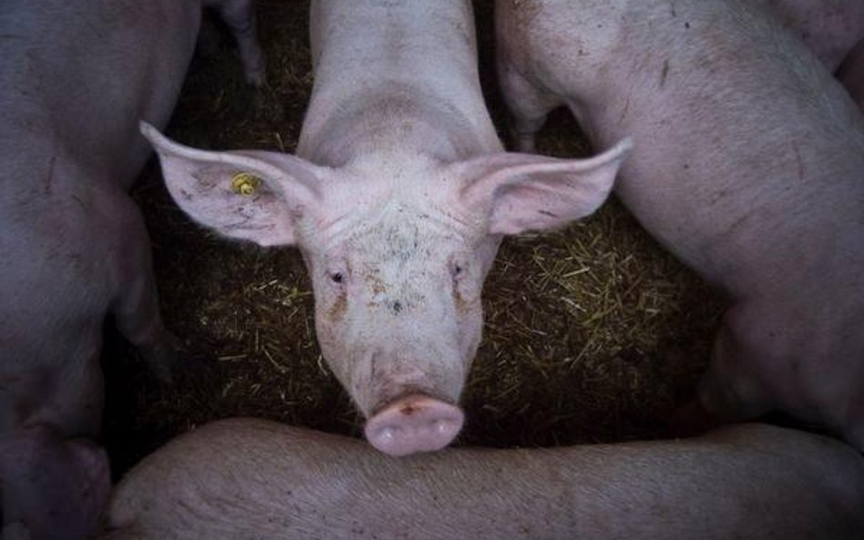 Unijni i rosyjscy eksperci od afrykańskiego pomoru świń przyjadą do Polski