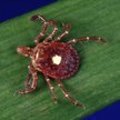 Lone Star (Amblyomma americanum)