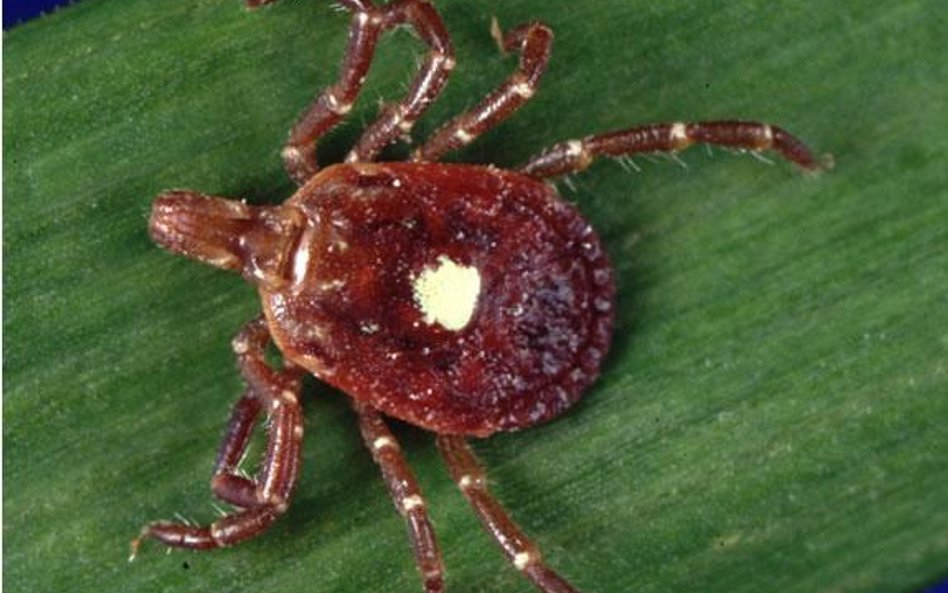 Lone Star (Amblyomma americanum)