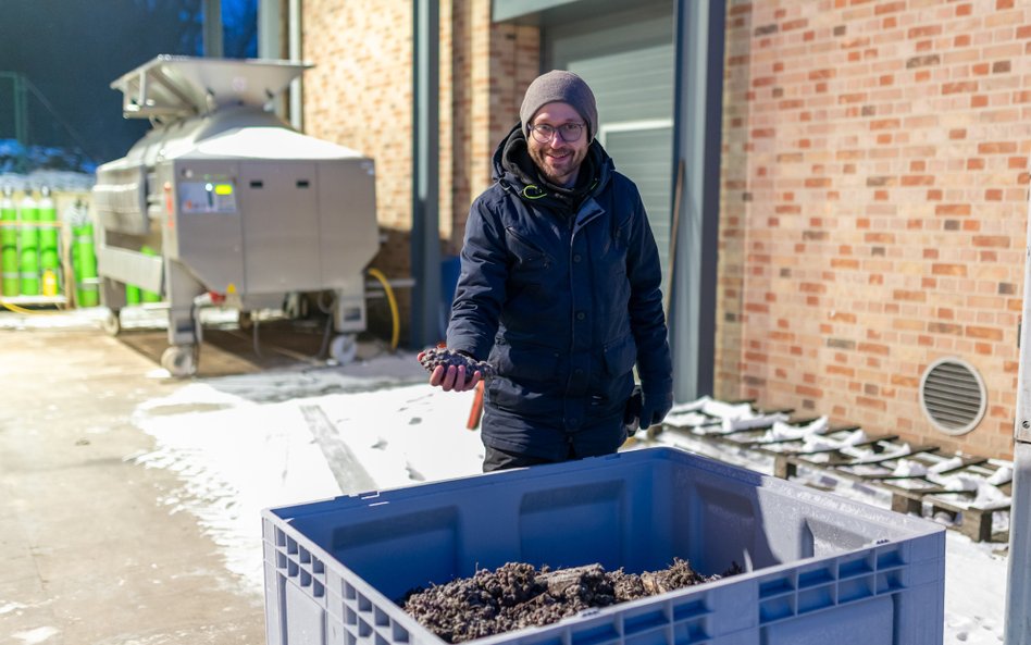 Jacek Turnau z Winnicy Turnau podczas tegorocznych zimowych zbiorów winogron, jeden z inicjatorów ak