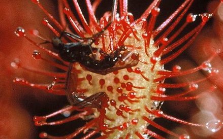 Drosea Roraimae, Rosiczka, wydzielająca lepką ciecz wabiącą drobne zwierzęta