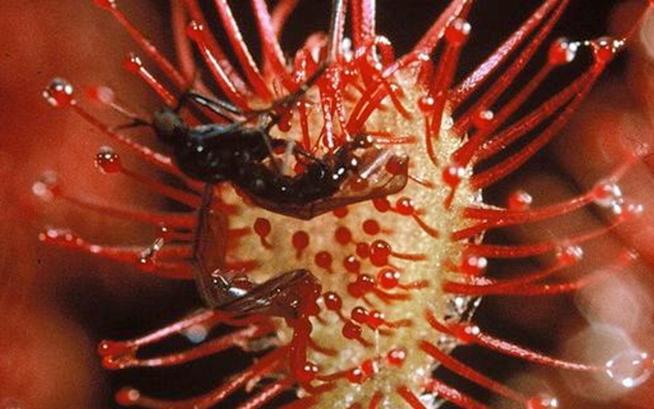 Drosea Roraimae, Rosiczka, wydzielająca lepką ciecz wabiącą drobne zwierzęta