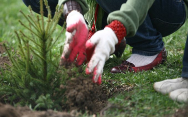 Mieszkańcy Krakowa zasadzą drzewa dla swoich dzieci