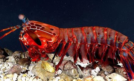 Niezwykły skorupiak i chińska potęga morska