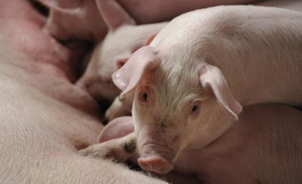 Świnie nadzieją transplantologii