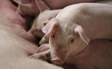 Świnie nadzieją transplantologii