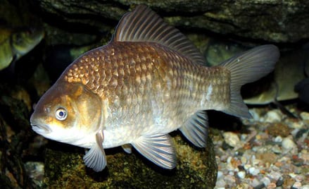 Karaś pospolity (Carassius carassius). Fot. Karelj /Wikimedia
