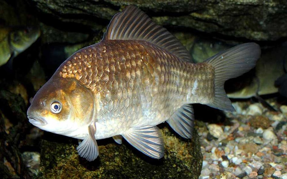 Karaś pospolity (Carassius carassius). Fot. Karelj /Wikimedia
