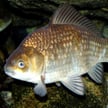 Karaś pospolity (Carassius carassius). Fot. Karelj /Wikimedia