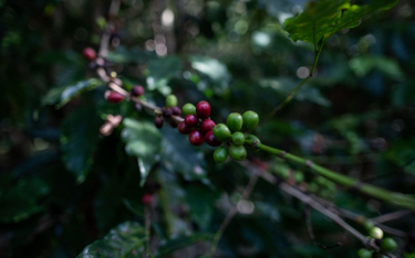 Ziarna brazylijskiej kawy mocno drożeją