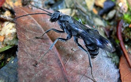 Osa wykorzystuje chemiczne odstraszanie drapieżników.
