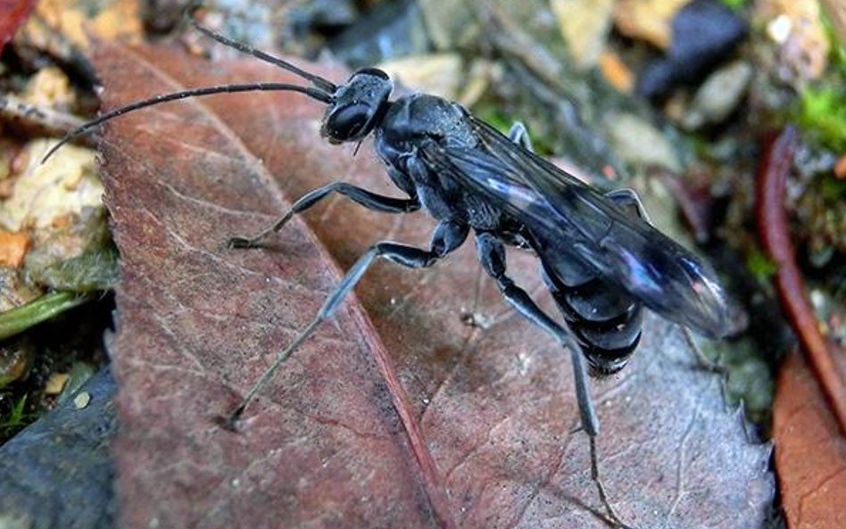 Osa wykorzystuje chemiczne odstraszanie drapieżników.