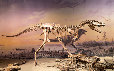 Ile na świecie żyło tyranozaurów?