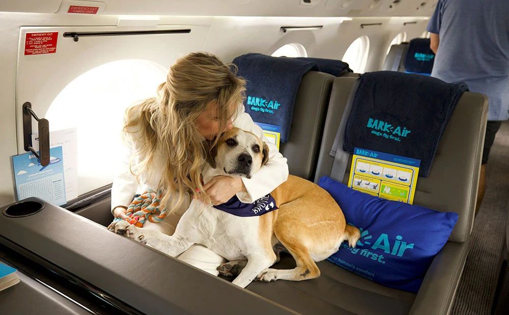 Dogs on planes as VIP passengers? This business is paying off