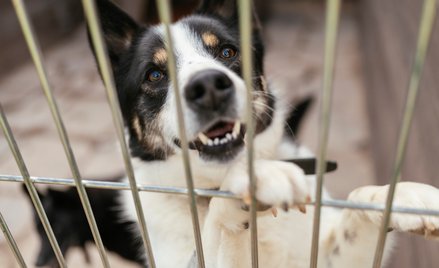 Na konflikcie cierpią zwierzęta ze schroniska