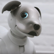 Pies-robot włączy pralkę, pokieruje domem