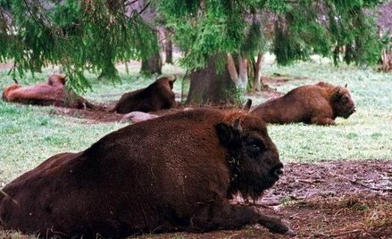 Żubry w Mucznem czekają na półmilionowego turystę
