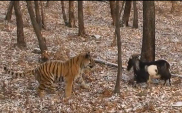 Tygrys Amur bawi się ze swoim niedoszłym obiadem, kozłem Timurem