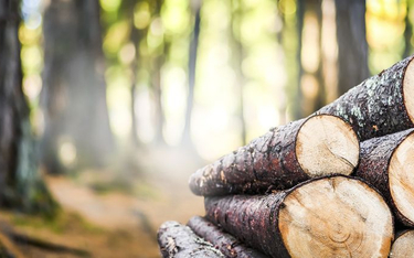 Lasy nie mogą trafiać do pieca - Lasy Państwowe chcą sprzedawać drewno elektrowniom, minister nie pozwala