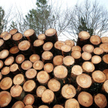 Global Forest Watch powstał z inicjatywy amerykańskiego World Resources Institute (WRI)
