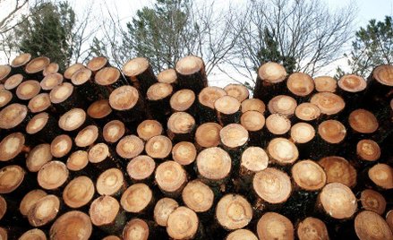 Global Forest Watch powstał z inicjatywy amerykańskiego World Resources Institute (WRI)