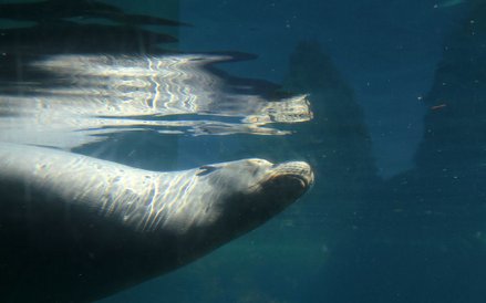 Foki witają w oceanarium w zoo w Rotterdamie