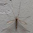 Zmodyfikowane komary zwalczą chorobę, którą roznoszą