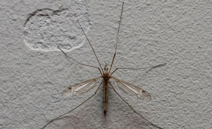 Zmodyfikowane komary zwalczą chorobę, którą roznoszą