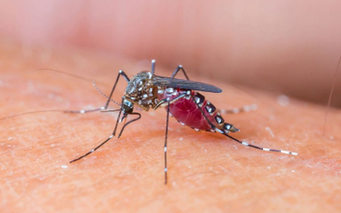 Finlandia: Są upały, nie ma komarów