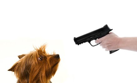 Wyrok skazujący za zastrzelenie psa z wiatrówki