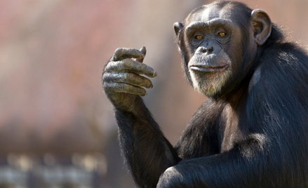 Z ZOO w Szwecji uciekło siedem szympansów. Trzy nie żyją