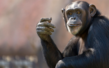 Z ZOO w Szwecji uciekło siedem szympansów. Trzy nie żyją