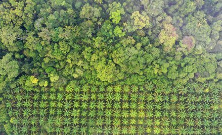 Plantacja oleju palmowego na skraju lasu deszczowego
