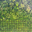 Plantacja oleju palmowego na skraju lasu deszczowego