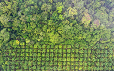 Plantacja oleju palmowego na skraju lasu deszczowego