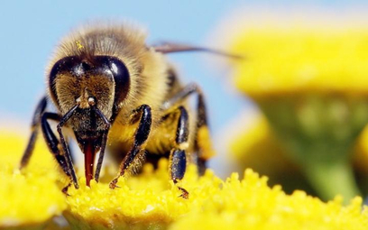 Ludzie korzystali z efektów pracy pszczół już w epoce kamienia