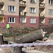 Wycinka drzew w spółdzielni mieszkaniowej bez zgody wszystkich właścicieli lokali