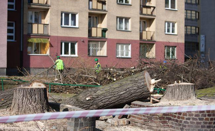 Zgoda na wycinkę drzew w granicy posesji musi uwzględniać interesy sąsiadów - wyrok WSA