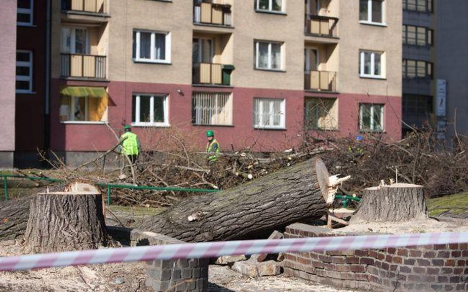 Zgoda na wycinkę drzew w granicy posesji musi uwzględniać interesy sąsiadów - wyrok WSA