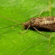 Jak chruściki wspierają walkę ze zmianami klimatycznymi