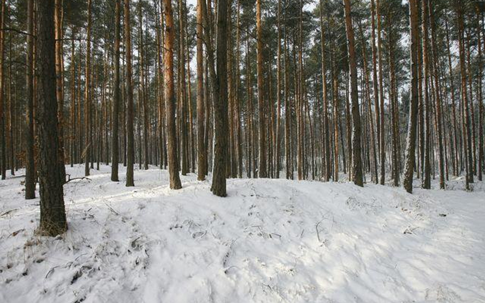 Lasy chcą kopać zamiast sadzić