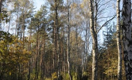 Zobacz Park Natoliński