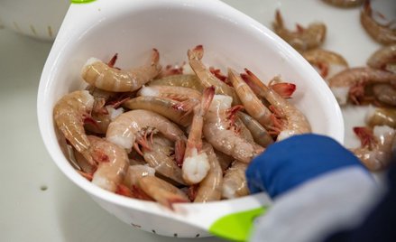 Krewetki z probówki? Singapurski start-up zaczął hodowlę