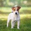 Po dobie znaleziono zaginioną 3-latkę. Pilnował jej pies