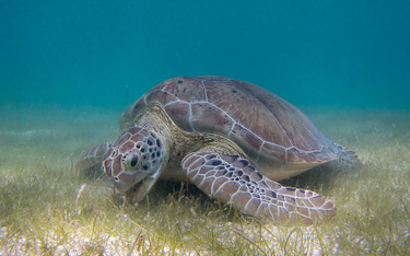 Cypr ocalił żółwie morskie przed wyginięciem