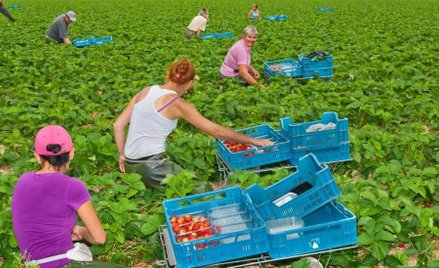 Ponad milion ukraińców może przyjechać w tym roku do polski do pracy