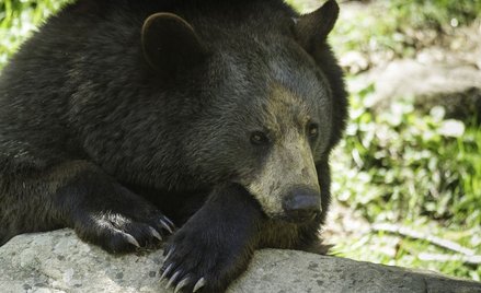 W Finlandii zginie więcej niedźwiedzi